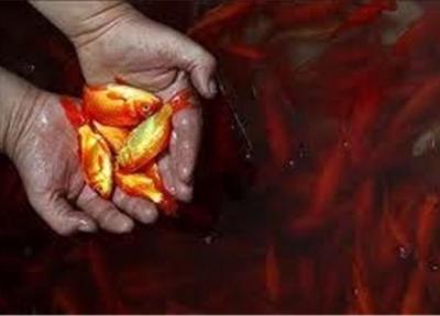 ماهی قرمز سفره نوروز اهل کجاست؟ ماهی قرمز سفره نوروز اهل کجاست؟