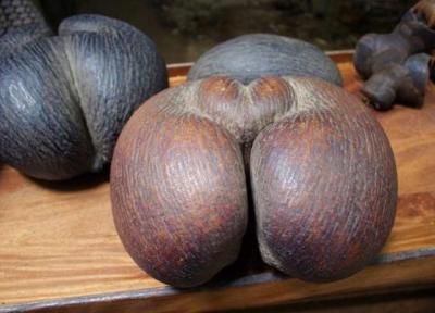 سوغات و صنایع دستی مخصوص جزایر سیشل سوغات و صنایع دستی مخصوص جزایر سیشل