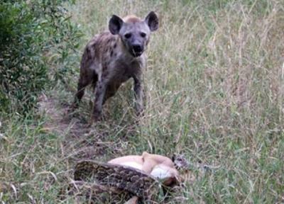 عجیب ترین شکار در این فیلم قابل تماشا است عجیب ترین شکار در این فیلم قابل تماشا است